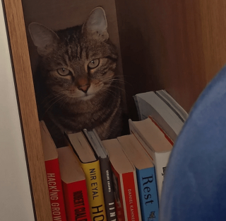 Illustration de l'article : 20 photos de chats s'investissant pleinement dans leur métier