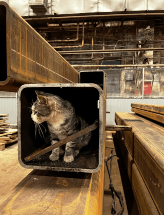 Illustration de l'article : 20 photos de chats s'investissant pleinement dans leur métier