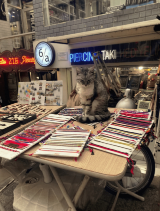 Illustration de l'article : 20 photos de chats s'investissant pleinement dans leur métier