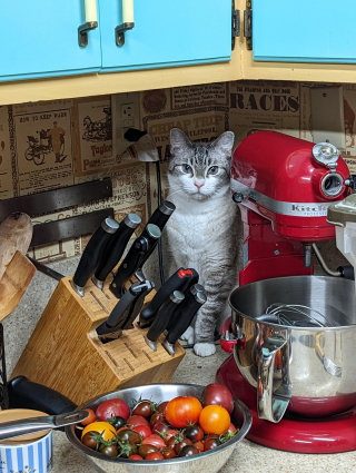 Illustration de l'article : 20 photos de chats s'investissant pleinement dans leur métier