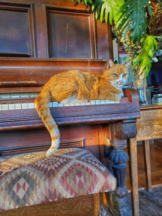 Illustration de l'article : 20 photos de chats s'investissant pleinement dans leur métier