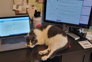 Illustration de l'article : 20 photos de chats s'investissant pleinement dans leur métier