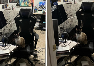 Illustration de l'article : 20 photos de chats s'investissant pleinement dans leur métier