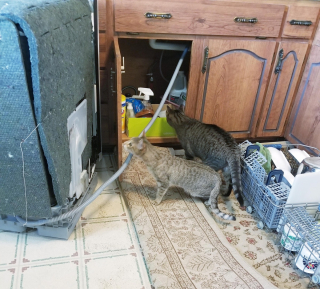 Illustration de l'article : 20 photos de chats s'investissant pleinement dans leur métier