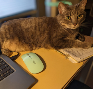 Illustration de l'article : 20 photos de chats s'investissant pleinement dans leur métier