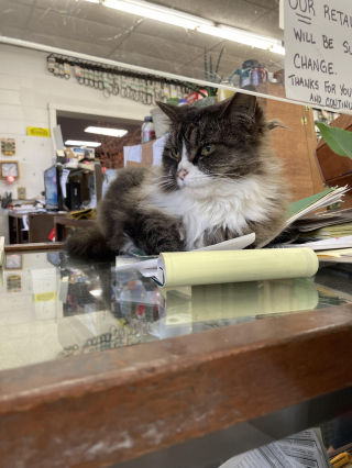 Illustration de l'article : 20 photos de chats s'investissant pleinement dans leur métier