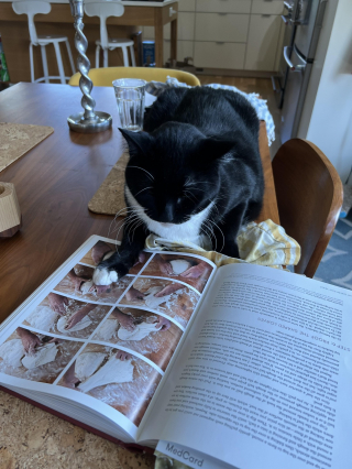 Illustration de l'article : 20 photos de chats s'investissant pleinement dans leur métier