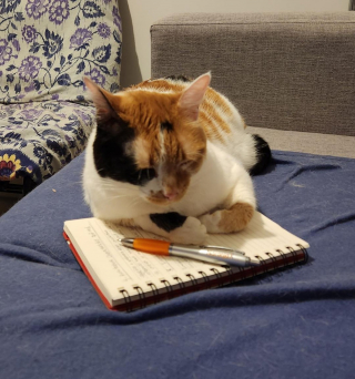 Illustration de l'article : 20 photos de chats s'investissant pleinement dans leur métier