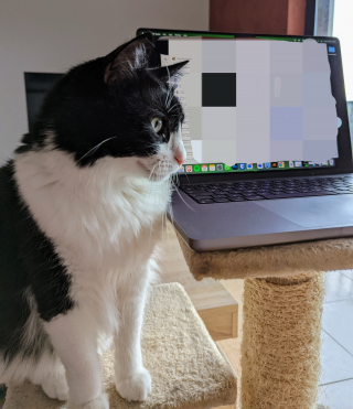 Illustration de l'article : 20 photos de chats s'investissant pleinement dans leur métier