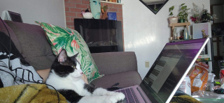 Illustration de l'article : 20 photos de chats s'investissant pleinement dans leur métier