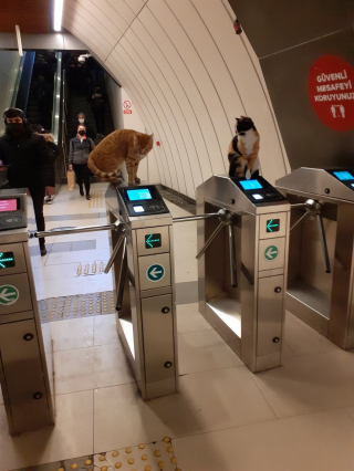 Illustration de l'article : 20 photos de chats s'investissant pleinement dans leur métier