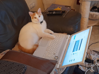 Illustration de l'article : 20 photos de chats s'investissant pleinement dans leur métier