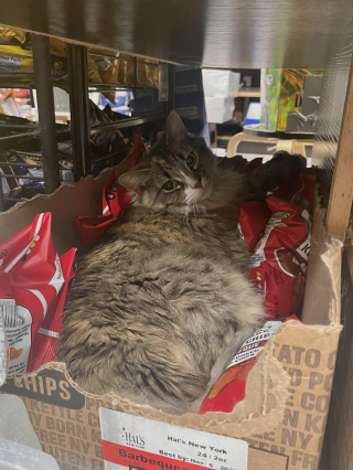 Illustration de l'article : 20 photos de chats s'investissant pleinement dans leur métier