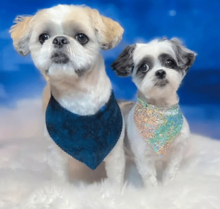 Illustration de l'article : 14 photos de chiens que le toilettage a totalement transformés