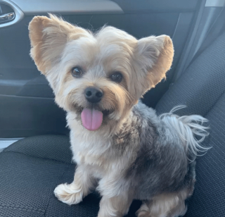 Illustration de l'article : 14 photos de chiens que le toilettage a totalement transformés