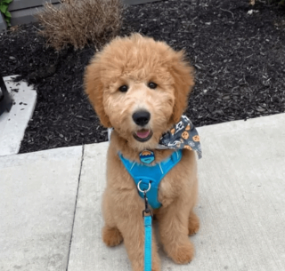 Illustration de l'article : 14 photos de chiens que le toilettage a totalement transformés