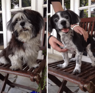 Illustration de l'article : 14 photos de chiens que le toilettage a totalement transformés