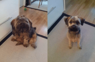 Illustration de l'article : 14 photos de chiens que le toilettage a totalement transformés