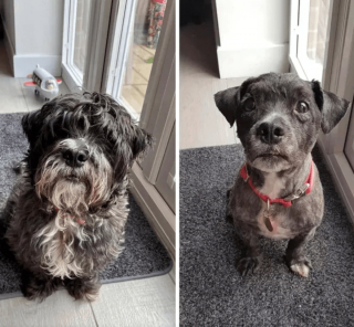 Illustration de l'article : 14 photos de chiens que le toilettage a totalement transformés