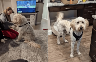 Illustration de l'article : 14 photos de chiens que le toilettage a totalement transformés