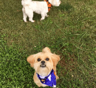 Illustration de l'article : 14 photos de chiens que le toilettage a totalement transformés