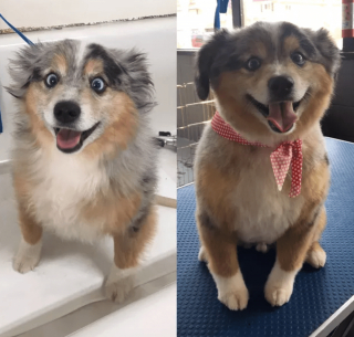 Illustration de l'article : 14 photos de chiens que le toilettage a totalement transformés