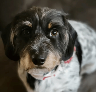 Illustration de l'article : 14 photos de chiens que le toilettage a totalement transformés