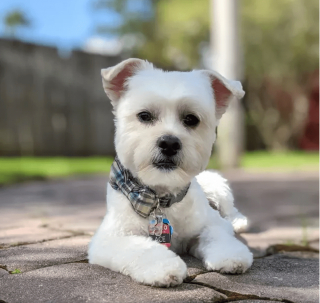 Illustration de l'article : 14 photos de chiens que le toilettage a totalement transformés