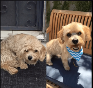 Illustration de l'article : 14 photos de chiens que le toilettage a totalement transformés