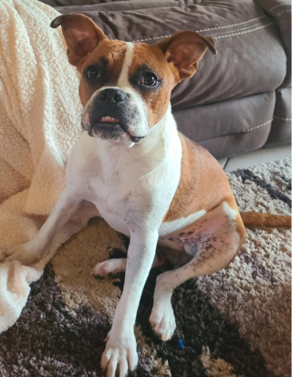 Illustration de l'article : Une chienne méconnaissable 6 mois après avoir été adoptée en piteux état dans un refuge