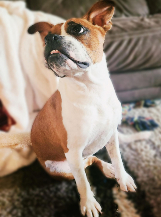 Illustration de l'article : Une chienne méconnaissable 6 mois après avoir été adoptée en piteux état dans un refuge