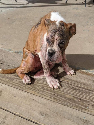 Illustration de l'article : Une chienne méconnaissable 6 mois après avoir été adoptée en piteux état dans un refuge