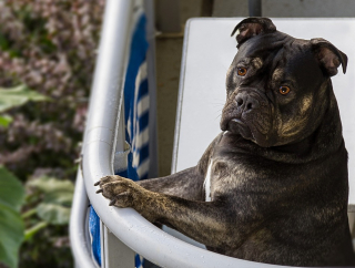 Illustration de l'article : Enfermé sur un balcon, en plein soleil, ce chien va attirer l’attention des riverains