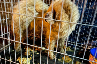 Illustration de l'article : Une Chow Chow abandonnée et couverte de vomi entame son chemin vers une vie meilleure