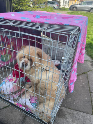 Illustration de l'article : Une Chow Chow abandonnée et couverte de vomi entame son chemin vers une vie meilleure