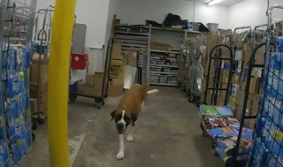 Illustration de l'article : Un chien d’une soixantaine de kilos s’introduit dans un magasin et ne veut plus en sortir (vidéo)