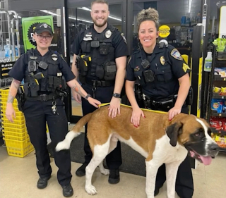 Illustration de l'article : Un chien d’une soixantaine de kilos s’introduit dans un magasin et ne veut plus en sortir (vidéo)