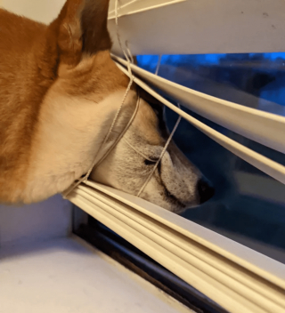 Illustration de l'article : 13 photos drôlissimes d'animaux qui ont décidé de vivre selon leurs propres lois