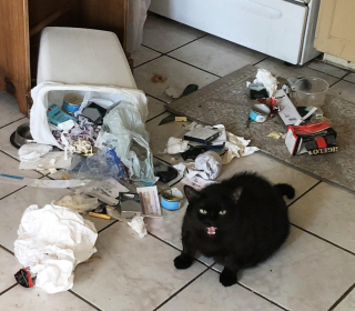 Illustration de l'article : 13 photos drôlissimes d'animaux qui ont décidé de vivre selon leurs propres lois