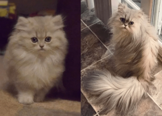 Illustration de l'article : 20 photos de chatons et de chiots irr&eacute;sistiblement mignons devenus de superbes chats et chiens adultes