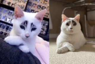 Illustration de l'article : 20 photos de chatons et de chiots irr&eacute;sistiblement mignons devenus de superbes chats et chiens adultes