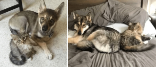 Illustration de l'article : 20 photos de chatons et de chiots irr&eacute;sistiblement mignons devenus de superbes chats et chiens adultes