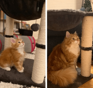 Illustration de l'article : 20 photos de chatons et de chiots irr&eacute;sistiblement mignons devenus de superbes chats et chiens adultes