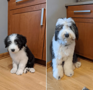 Illustration de l'article : 20 photos de chatons et de chiots irr&eacute;sistiblement mignons devenus de superbes chats et chiens adultes