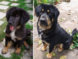 Illustration de l'article : 20 photos de chatons et de chiots irr&eacute;sistiblement mignons devenus de superbes chats et chiens adultes