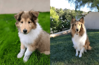 Illustration de l'article : 20 photos de chatons et de chiots irr&eacute;sistiblement mignons devenus de superbes chats et chiens adultes