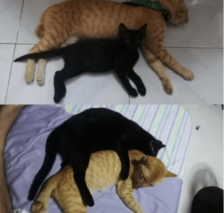 Illustration de l'article : 20 photos de chatons et de chiots irr&eacute;sistiblement mignons devenus de superbes chats et chiens adultes