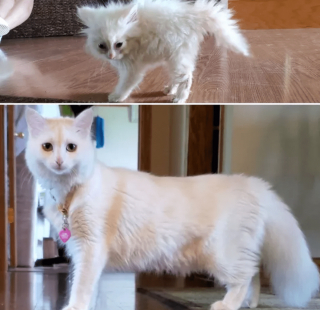 Illustration de l'article : 20 photos de chatons et de chiots irr&eacute;sistiblement mignons devenus de superbes chats et chiens adultes