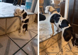 Illustration de l'article : 20 photos de chatons et de chiots irr&eacute;sistiblement mignons devenus de superbes chats et chiens adultes