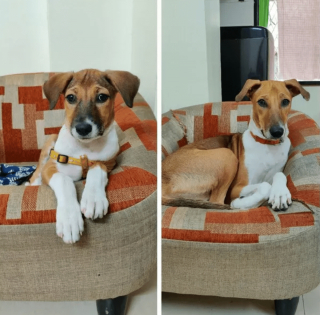 Illustration de l'article : 20 photos de chatons et de chiots irr&eacute;sistiblement mignons devenus de superbes chats et chiens adultes